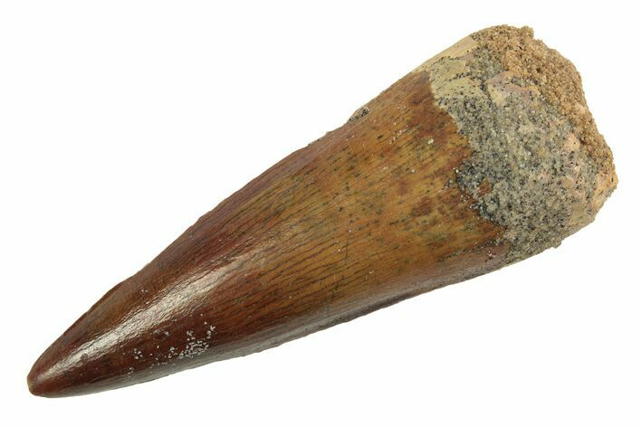 Fossil Spinosaurus Tooth - Stunning Preservation #214374